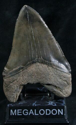 Huge Megalodon Tooth - Foot Shark #8309